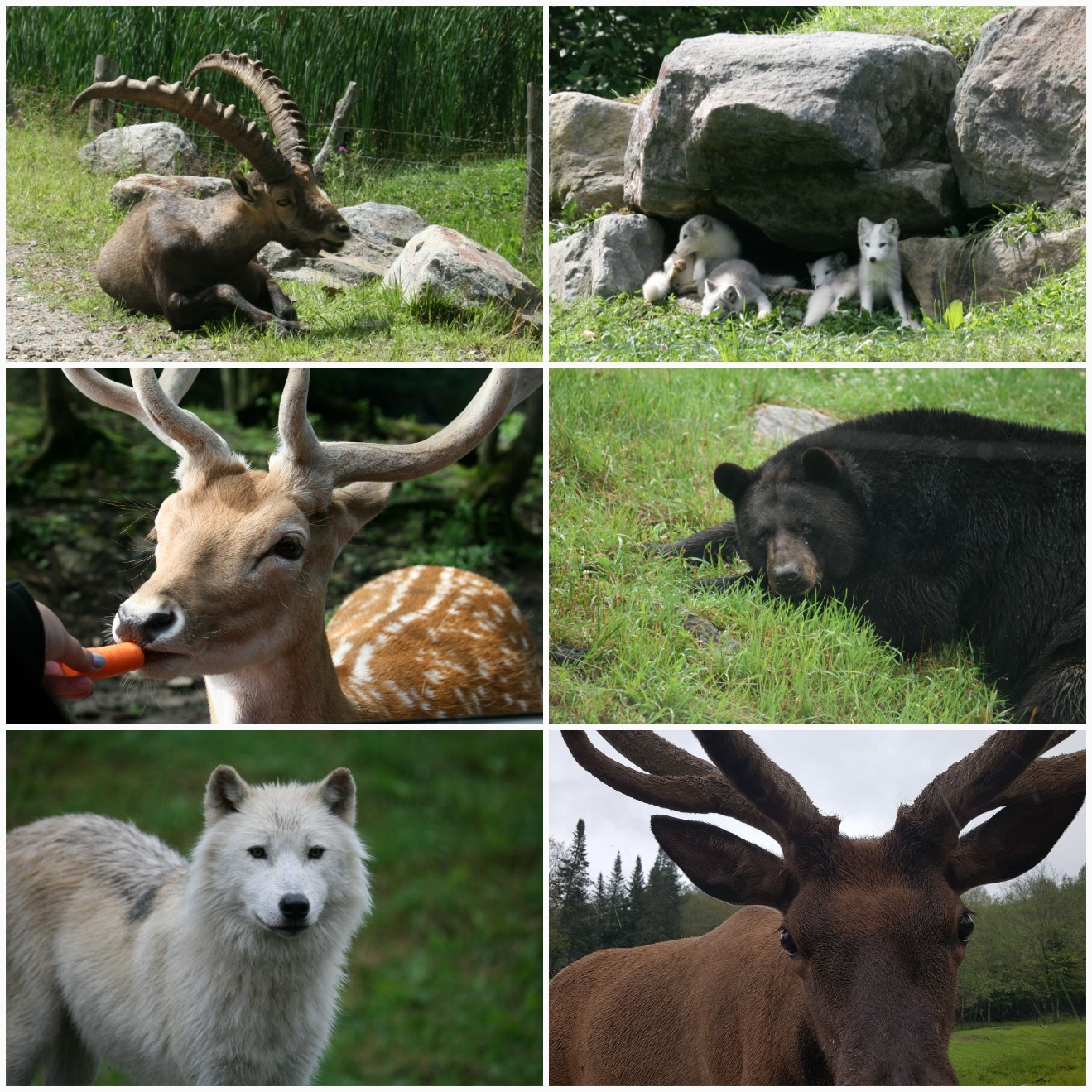 Parc Omega