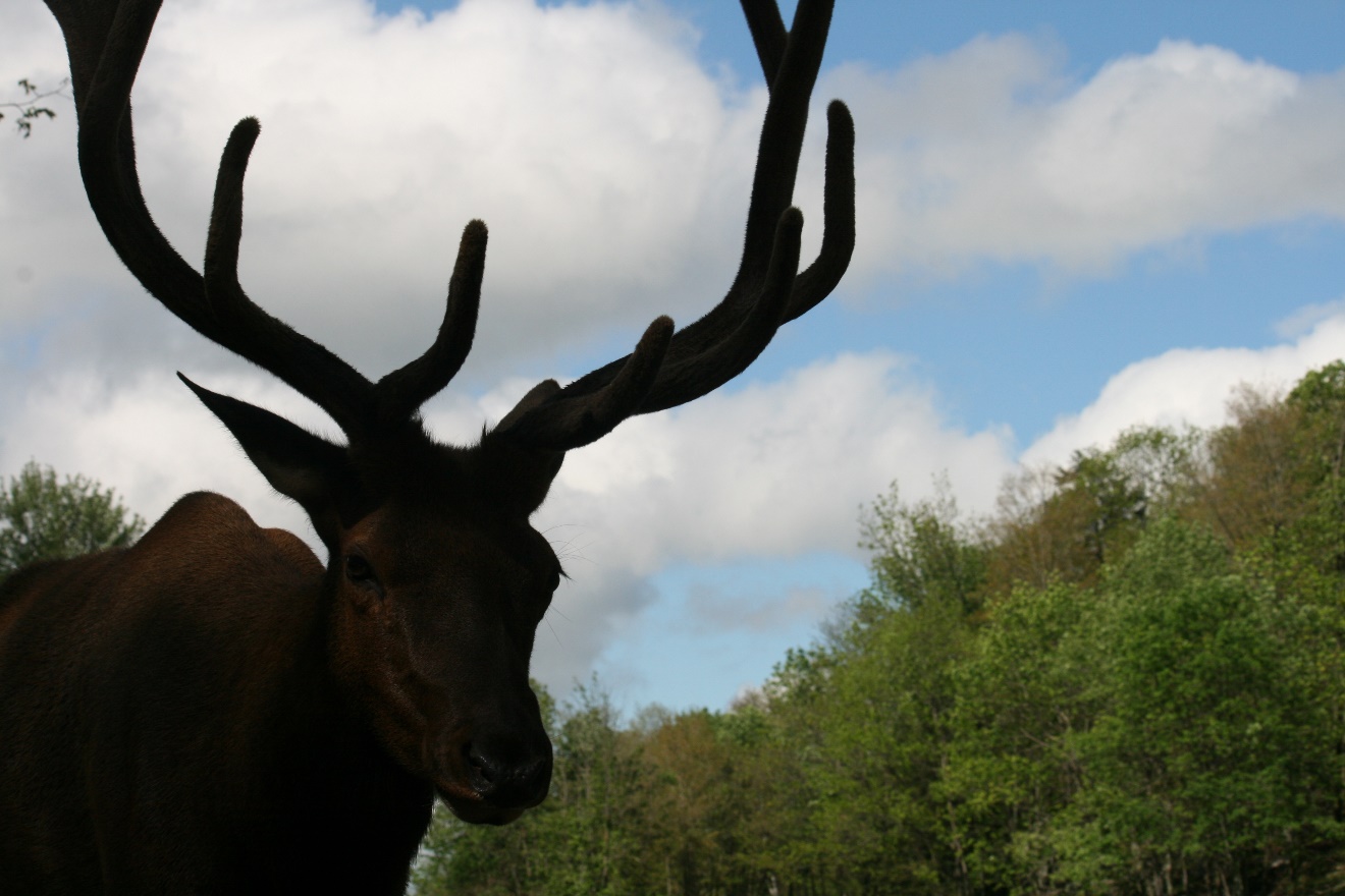 Parc Omega