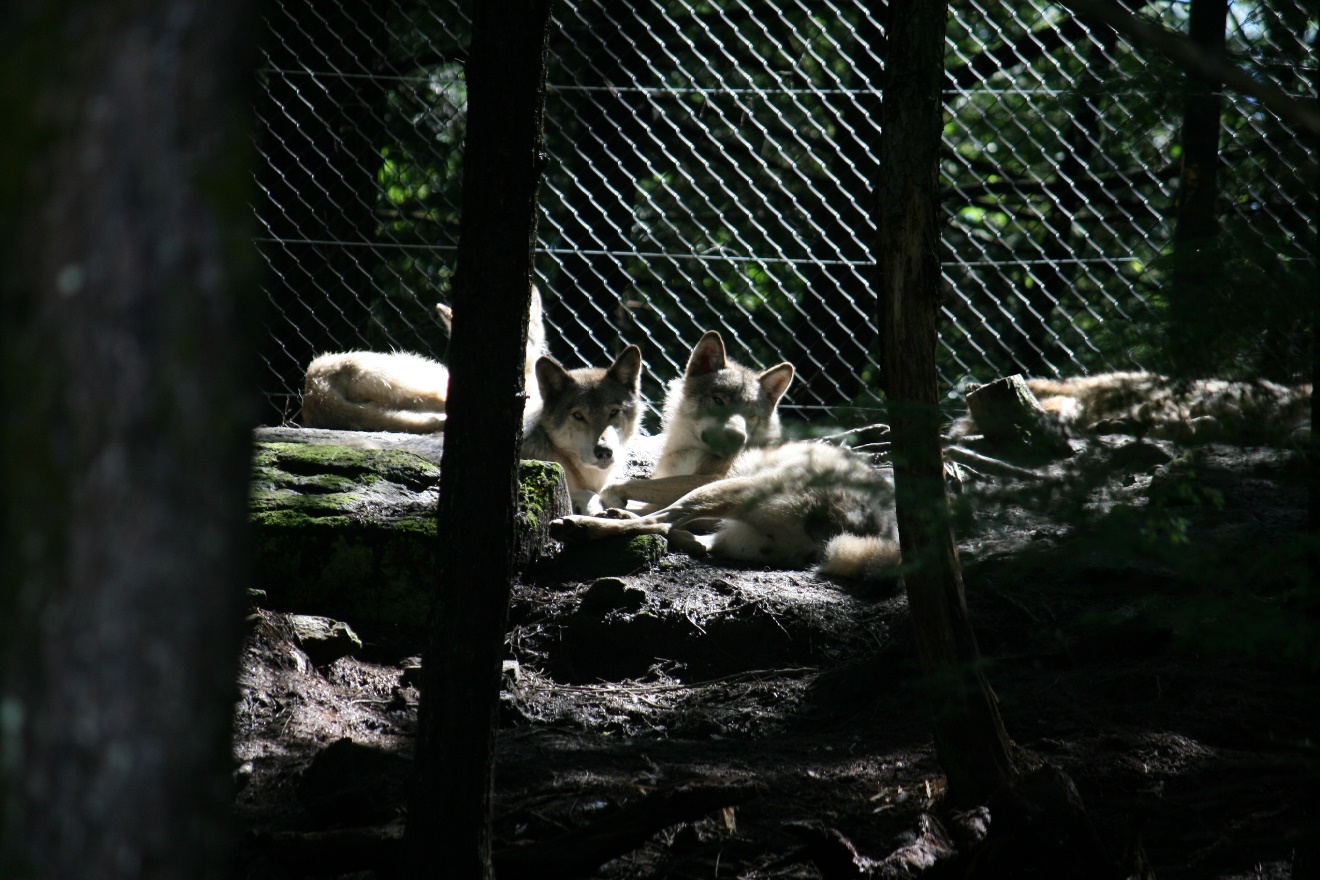 Parc Omega